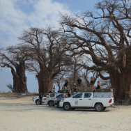Baines Baobab, Botswana
