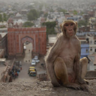 Jaipur, India