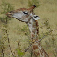 Pilanesberg Game Reserve, South Africa