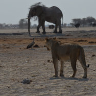 Nxai Pan, Botswana