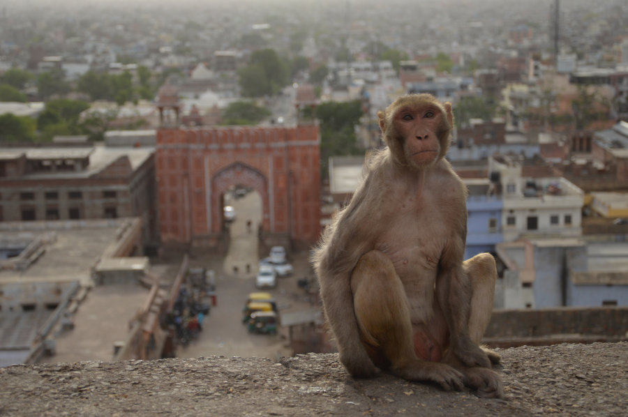 Jaipur, India