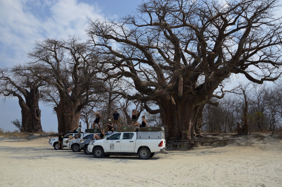 Baines Baobab, Botswana