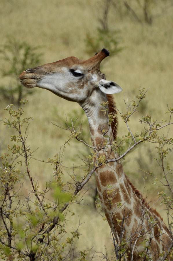 Pilanesberg Game Reserve, South Africa