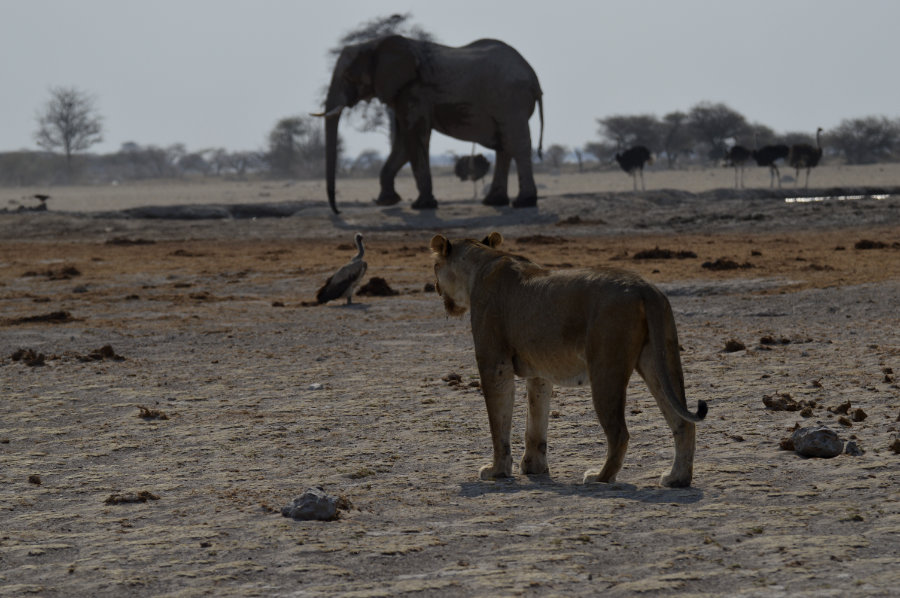 Nxai Pan, Botswana