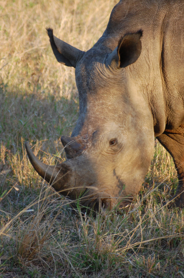 Hluhluwe-Imfolozi Park, South Africa