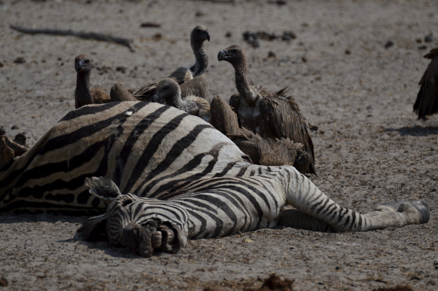 Makgadikgadi Pan, Botswana